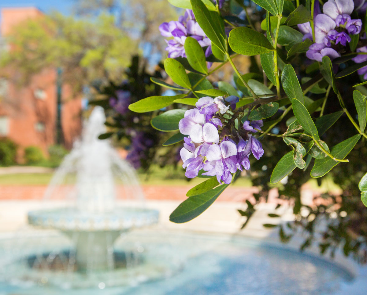 purple mountain laurel flower blooms against Miller Fountain