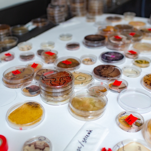 Lab table covered in petri dish samples.