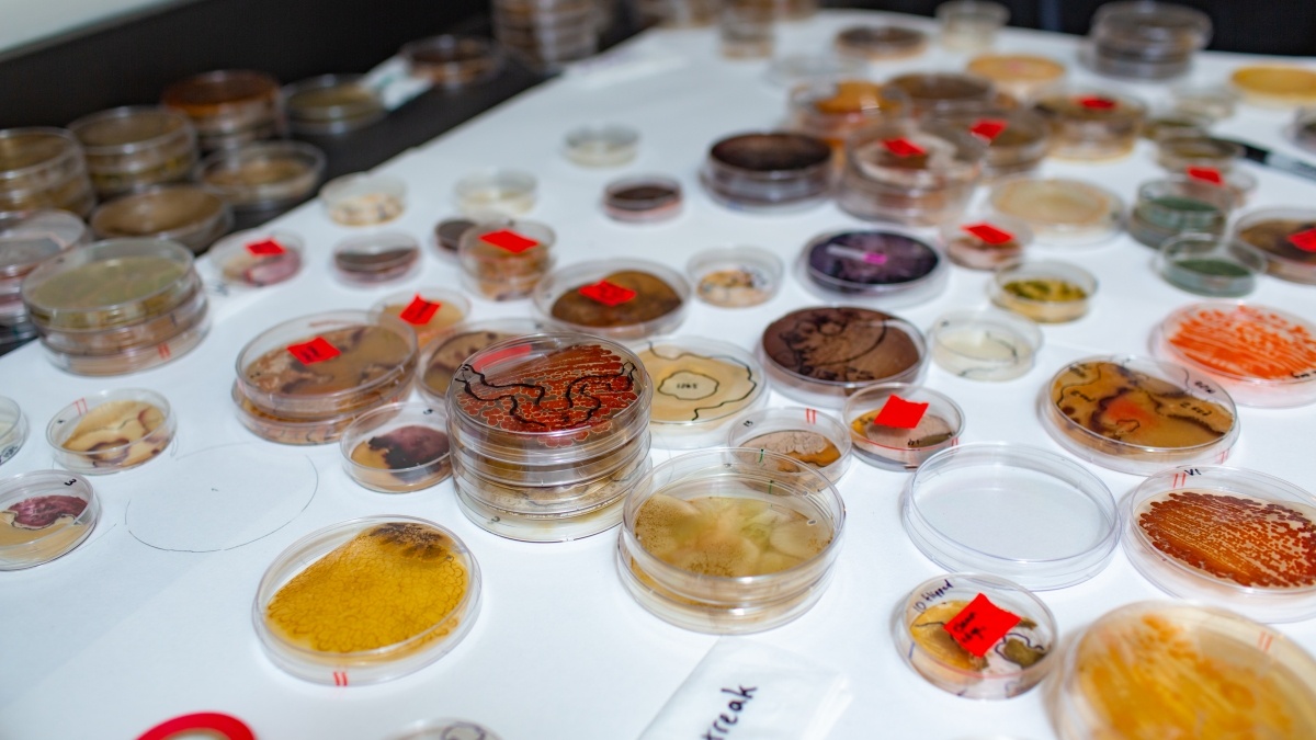 Lab table covered in petri dish samples.